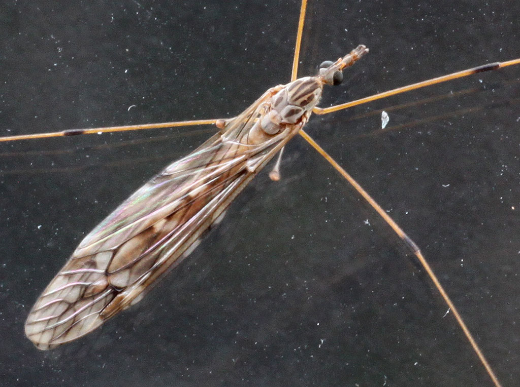 Copyright: Steve Terry