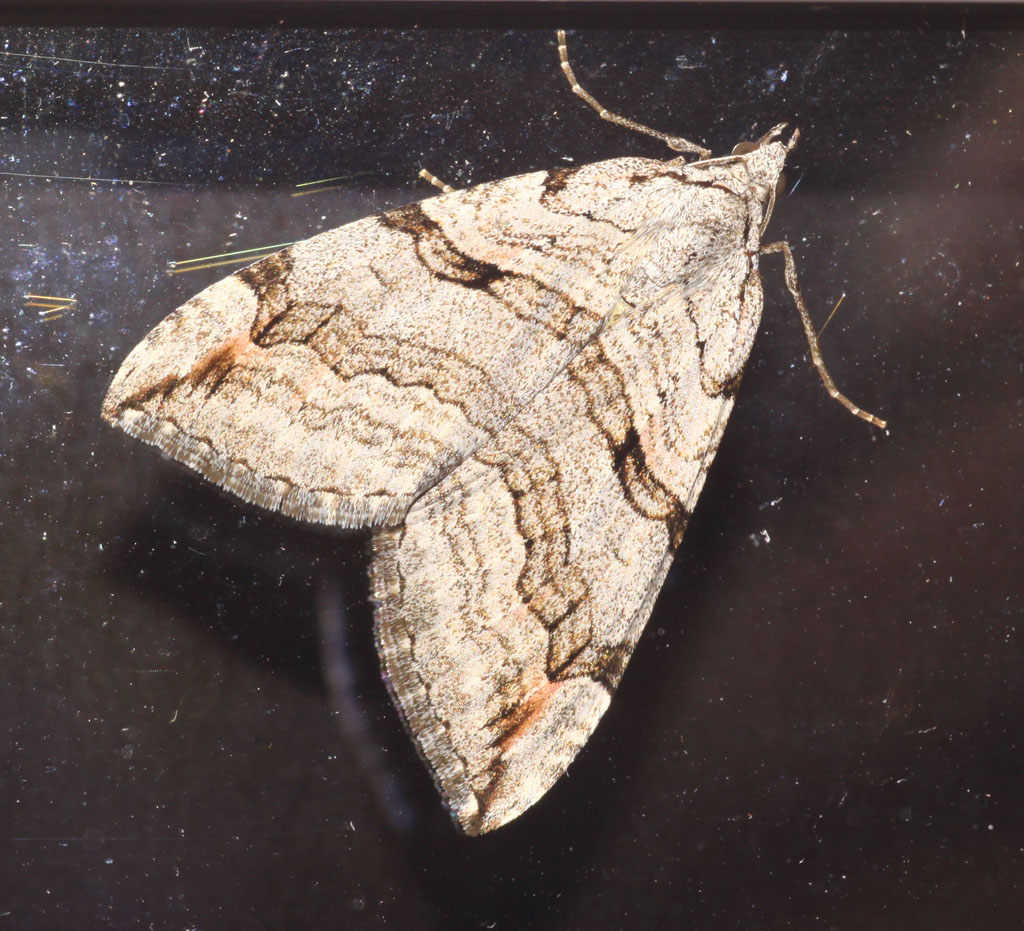 Copyright: Steve Terry