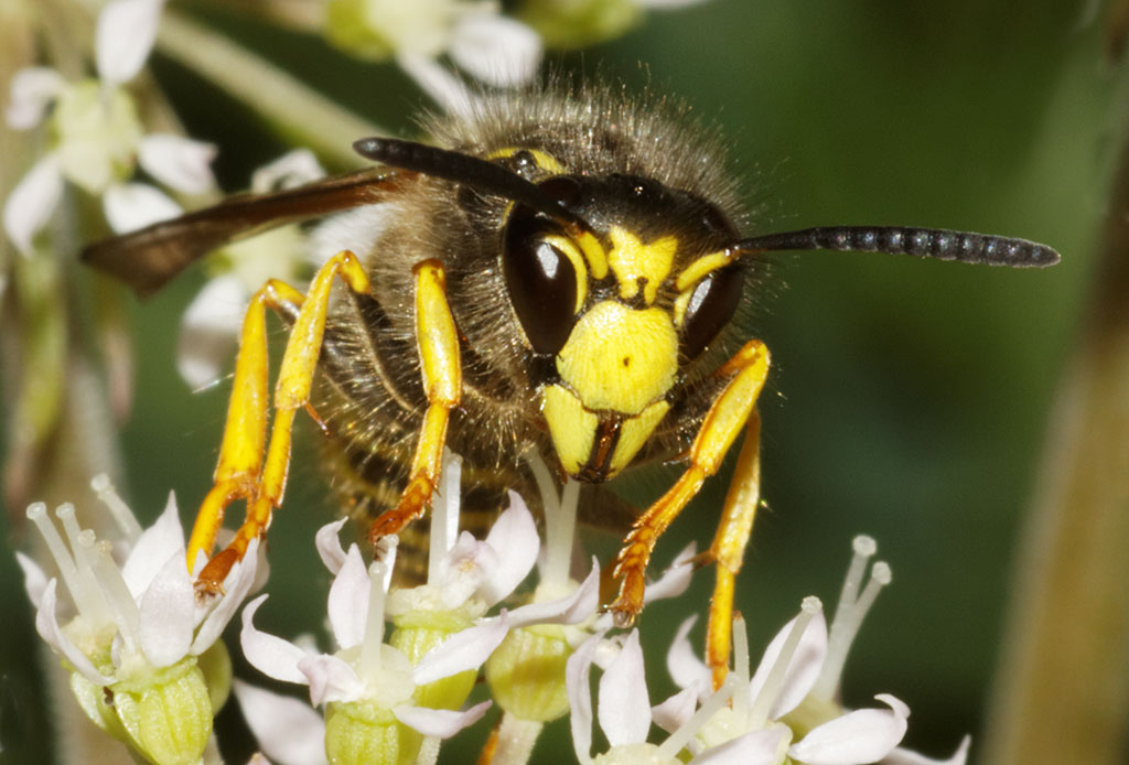 Copyright: Steve Terry