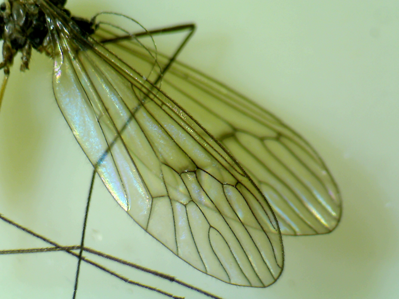 Copyright: Steve Terry