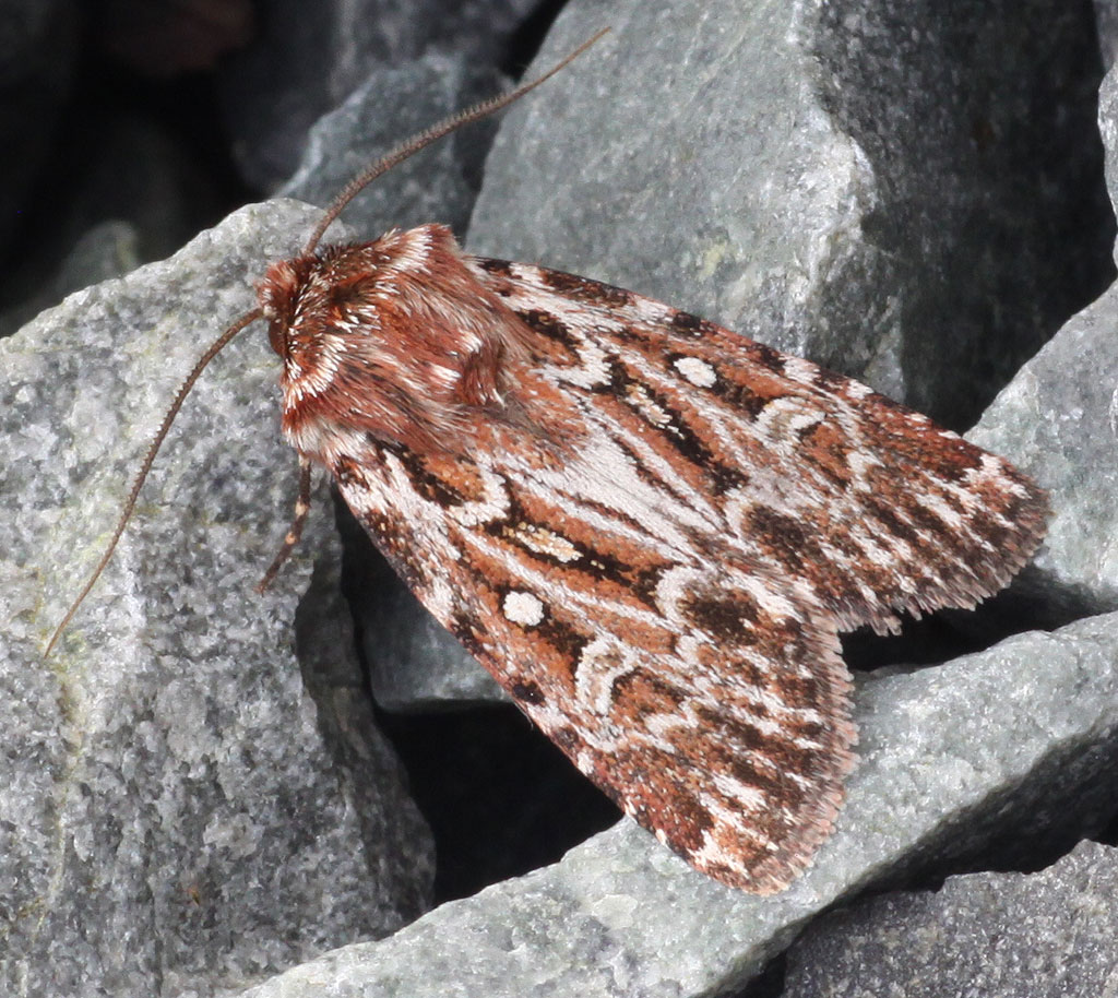 Copyright: Steve Terry