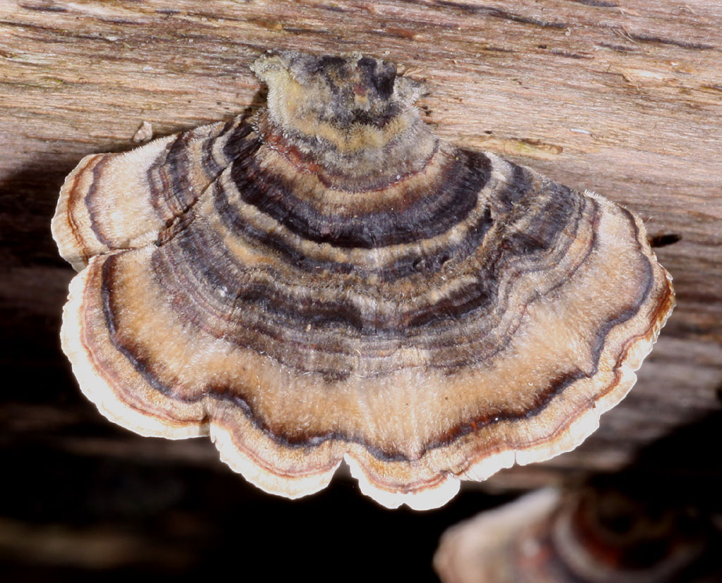 Copyright: Steve Terry