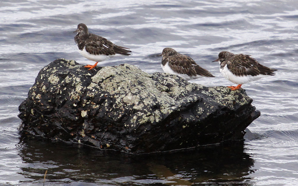 Copyright: Steve Terry