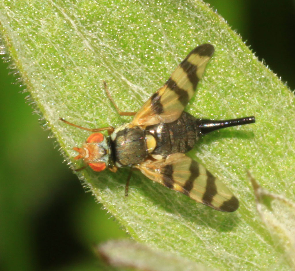 Copyright: Steve Terry