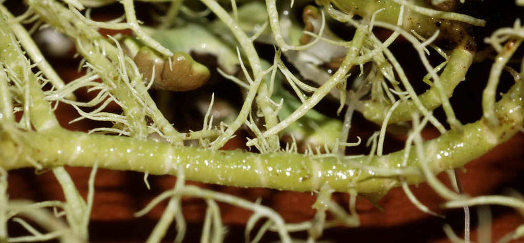 Copyright: Steve Terry