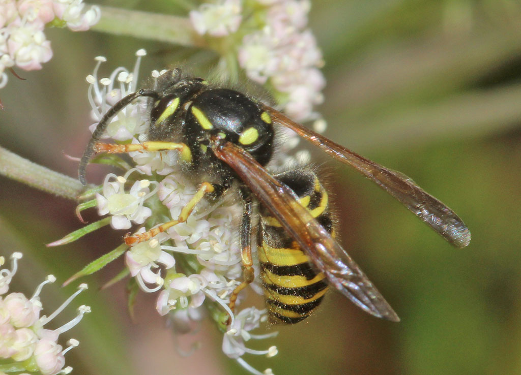 Copyright: Steve Terry