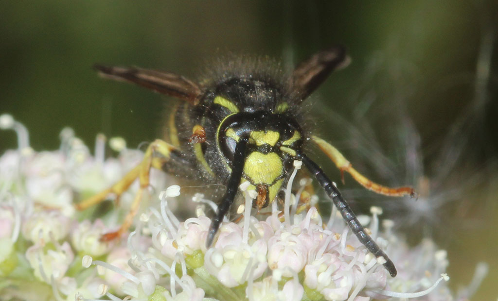 Copyright: Steve Terry