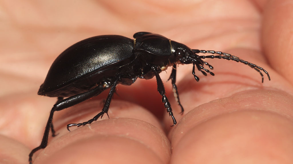 Copyright: Steve Terry