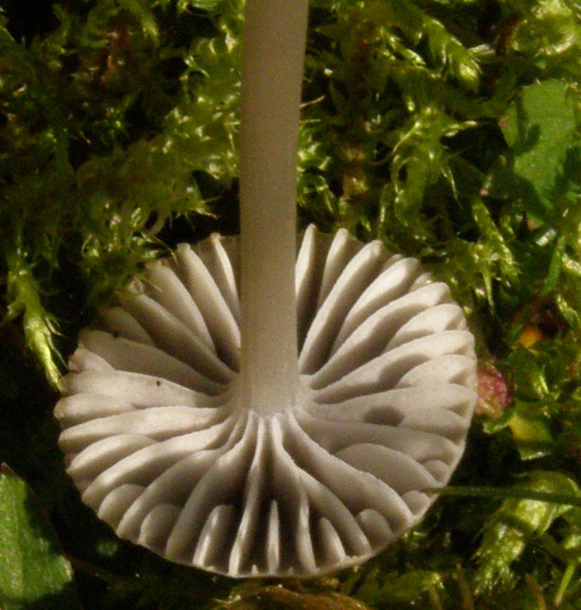 Copyright: Steve Terry