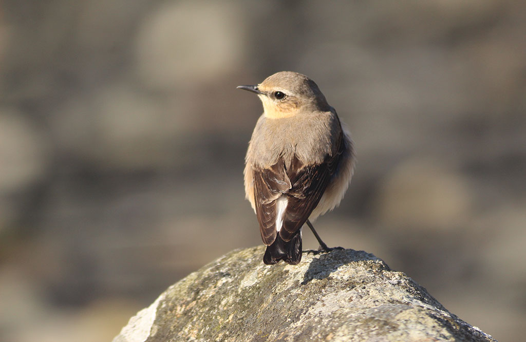 Copyright: Steve Terry