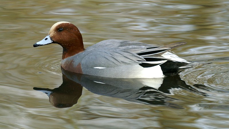 Copyright: Ken Billin gton