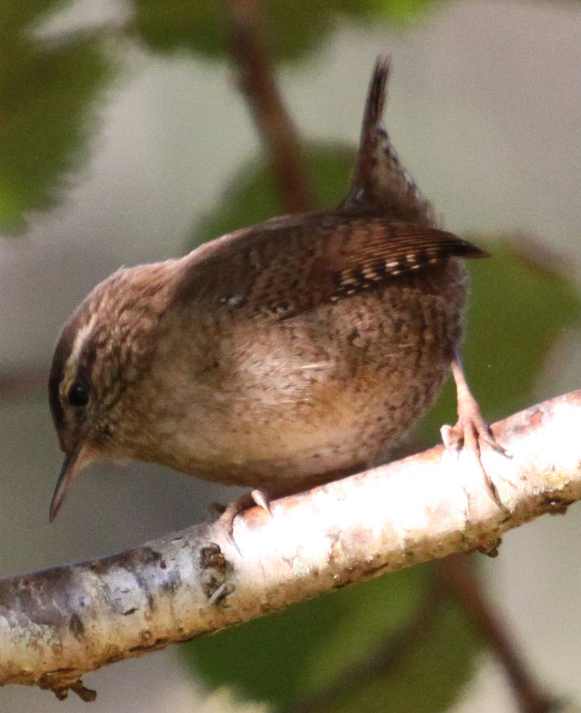 Copyright: Steve Terry