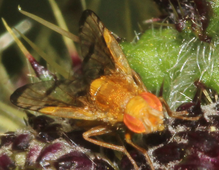 Copyright: Steve Terry