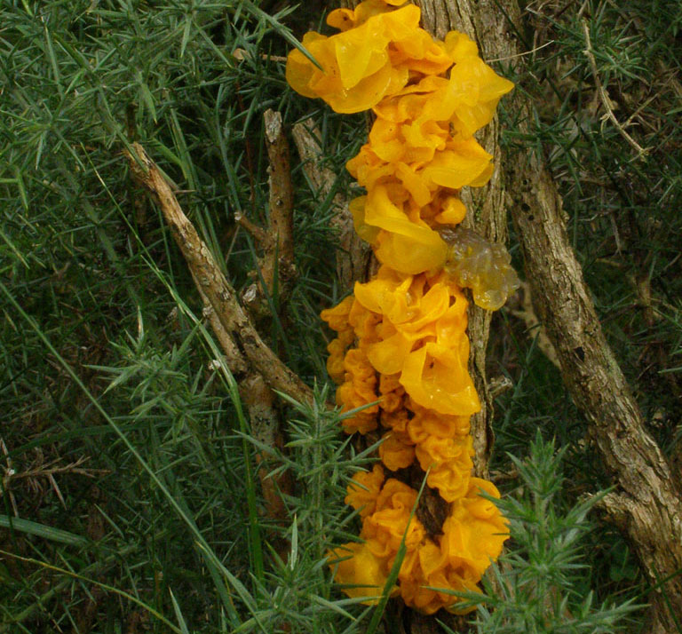 Copyright: Steve Terry