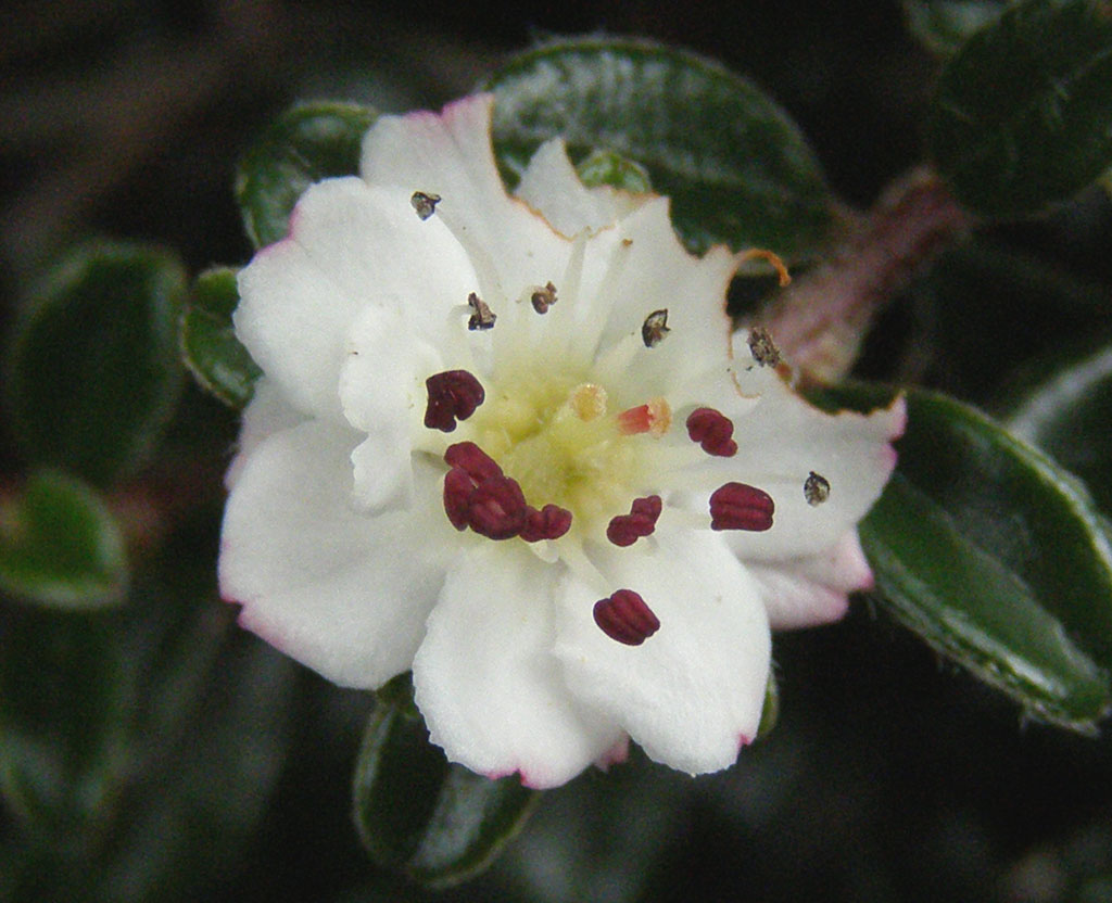 Copyright: Steve Terry