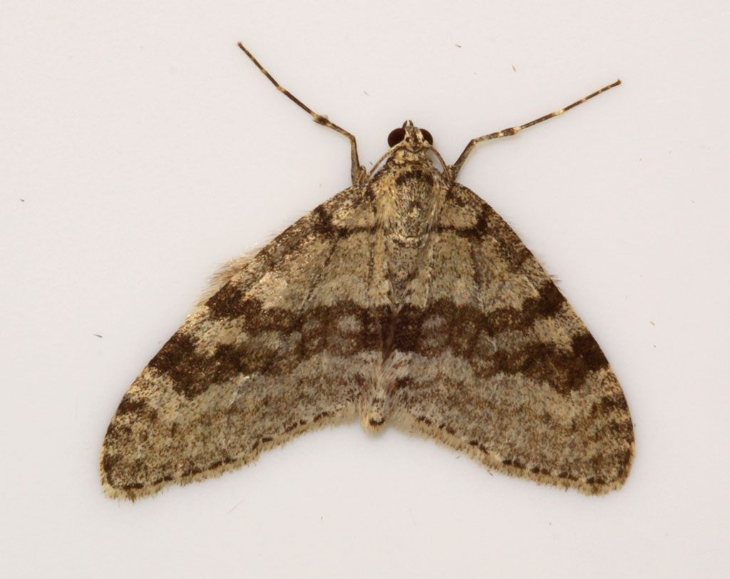 Copyright: Steve Terry