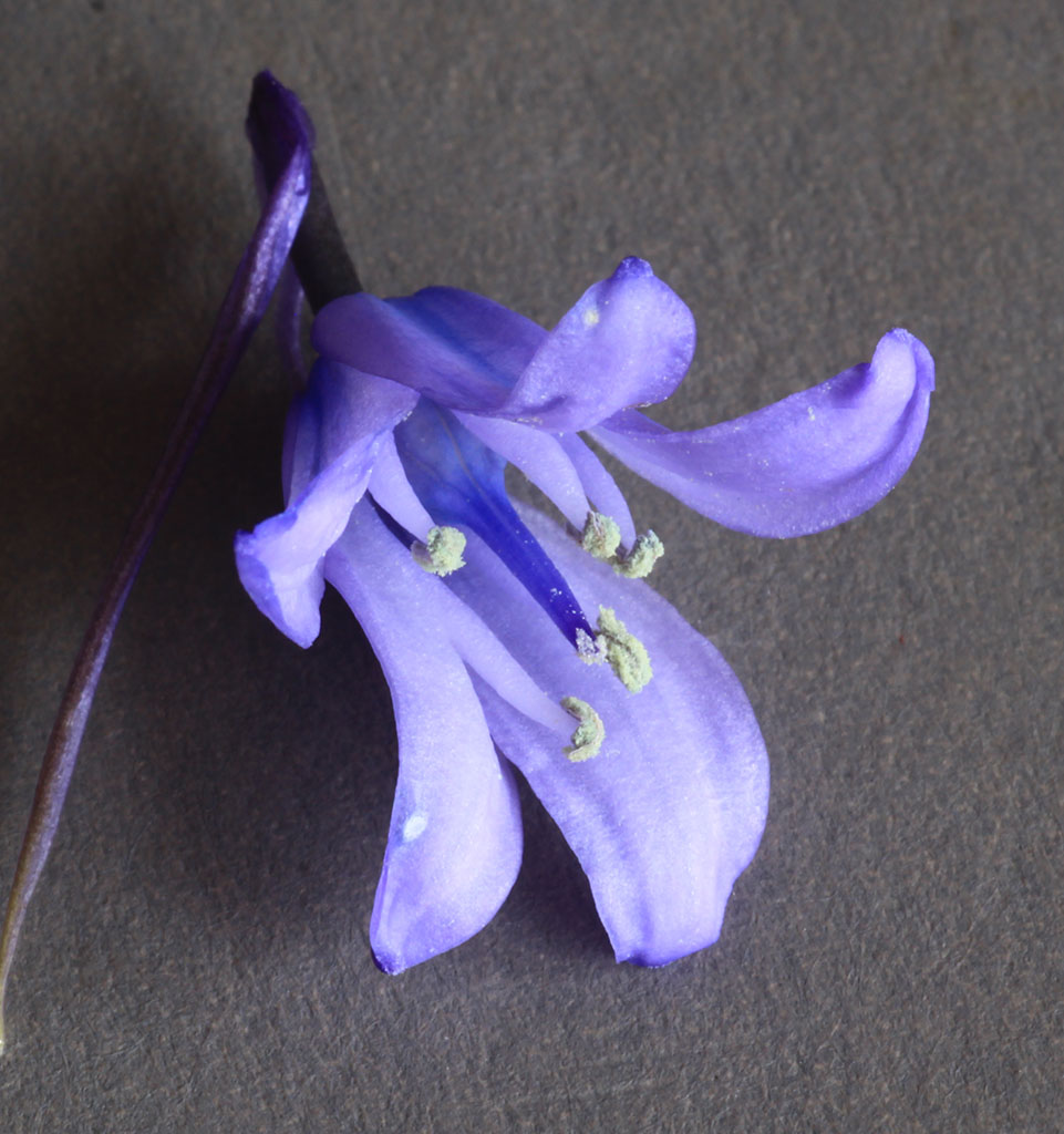 Copyright: Steve Terry