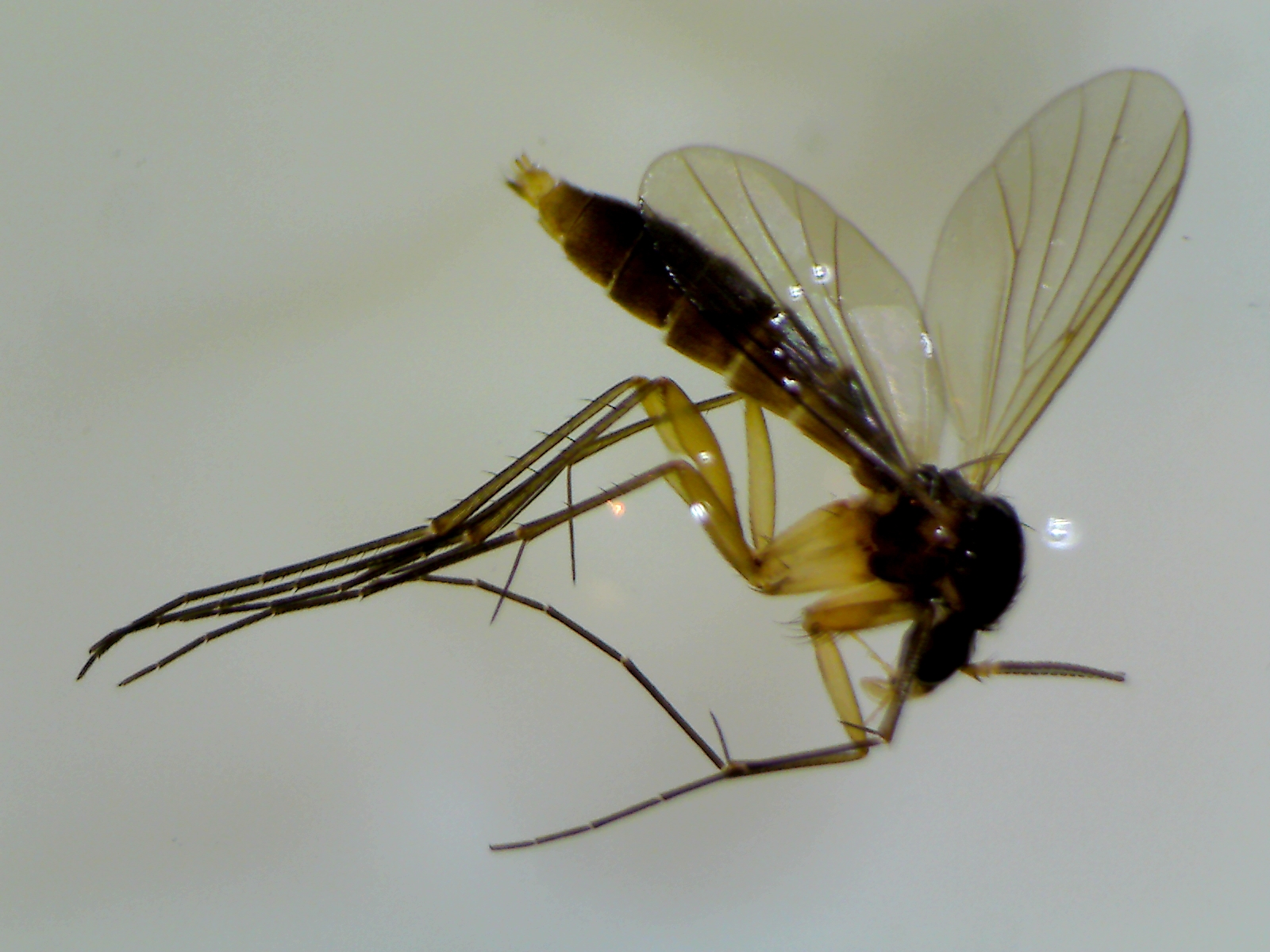 Copyright: Steve Terry