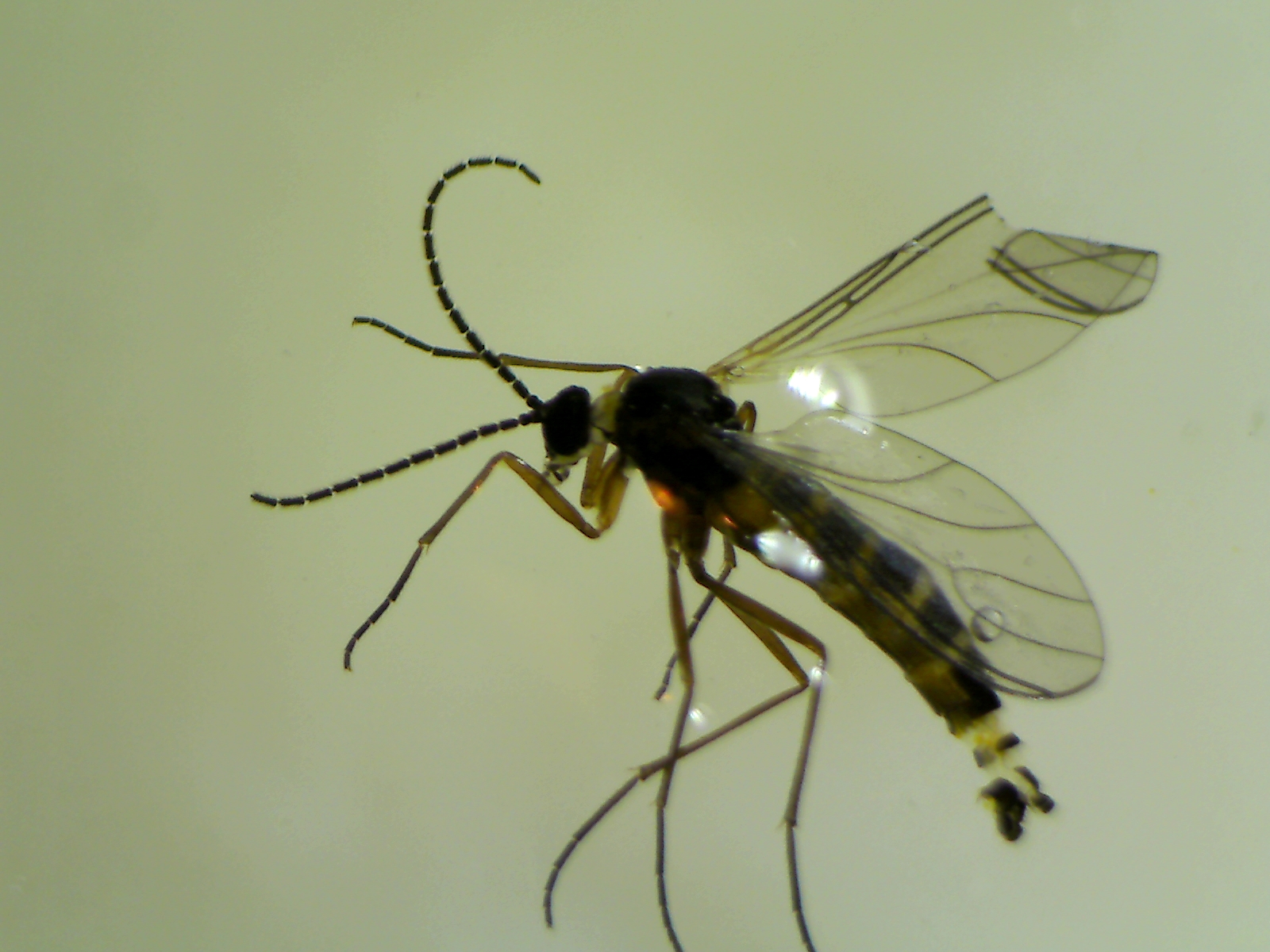 Copyright: Steve Terry