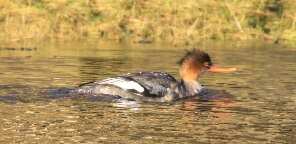 Copyright: Steve Terry