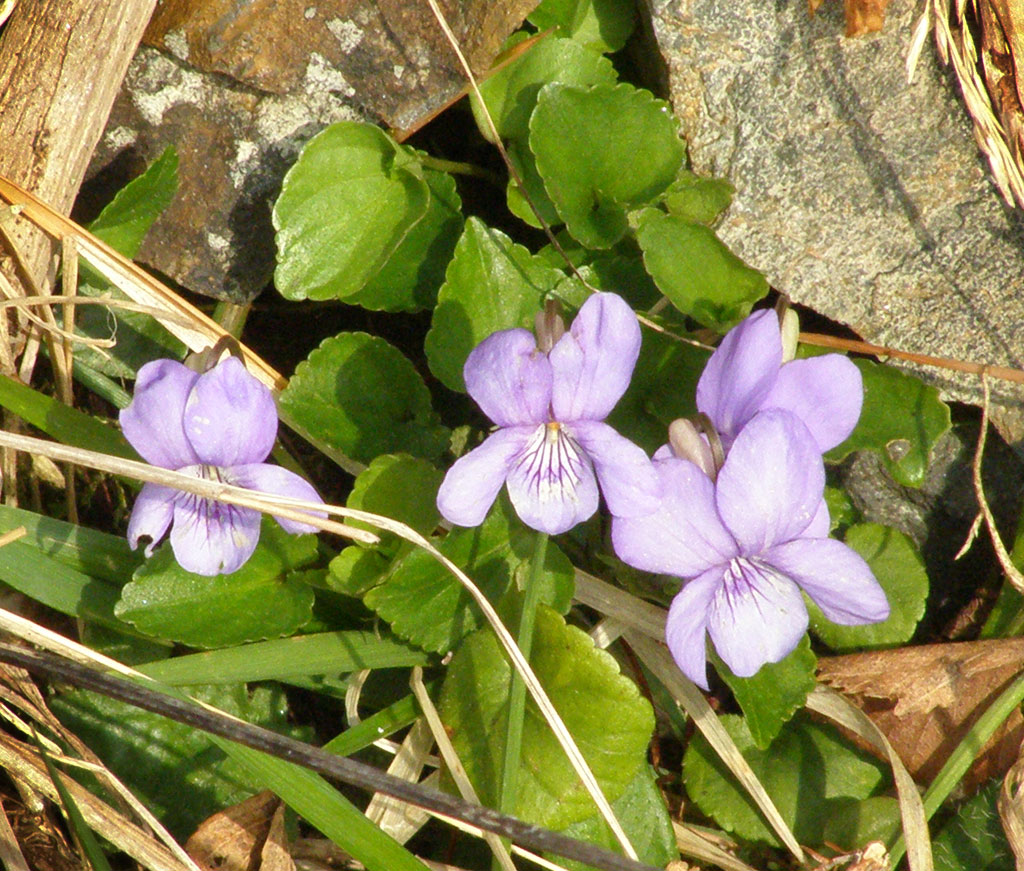 Copyright: Steve Terry